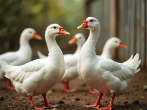 Cám Vịt Ngan Thịt – Giúp Vịt Ngan Tăng Trọng Nhanh, Thịt Ngon, Ít Bệnh
